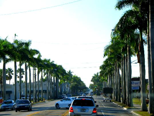 Royal Palms lining Main Street in Homestead, Florida
