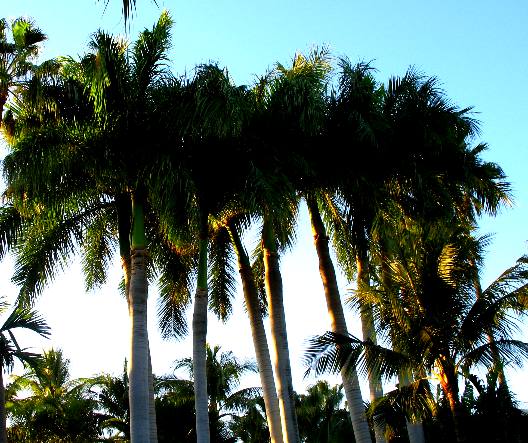Royal Palms featured in Truman Annex, Key West