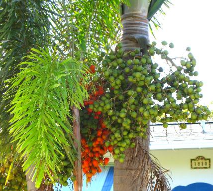 Manila Palm fruit