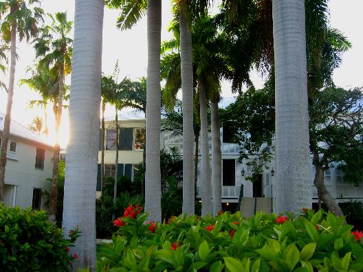 Royal Palm trees at the Mills Place Condo Complex in Truman Annex, Key West