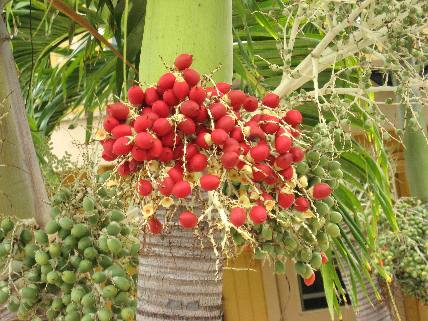 Manila Palm fruit