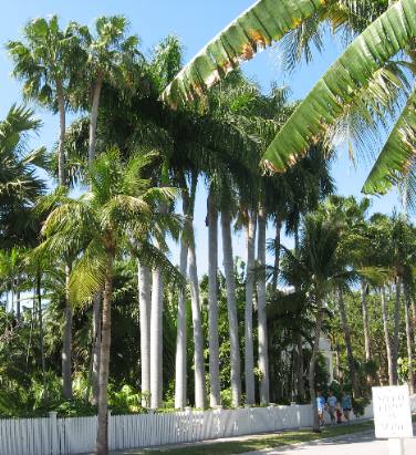 Grouping of stately Royal Palms in yard inside Truman Annex Key West