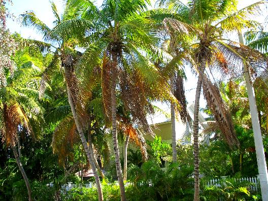 Coconut Palm trees in Key West