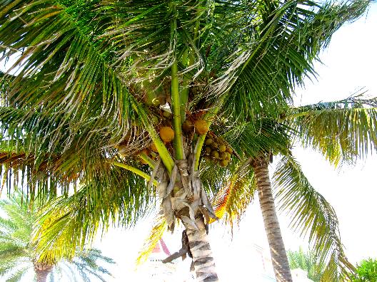 Coconut Palm with coconuts