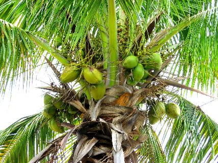 Coconut Palm with coconuts