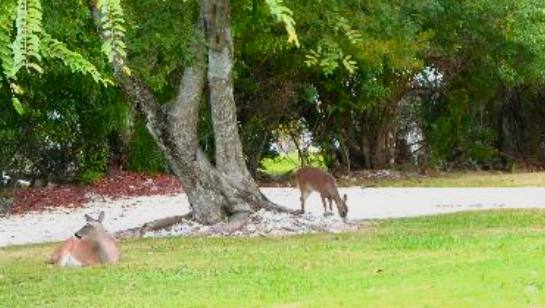 Two endangered species Key Deer in a yard on Big Pine Key