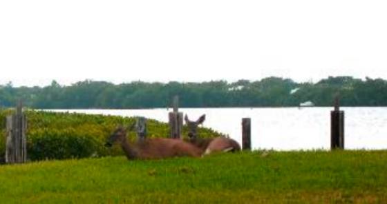 Key Deer enjoying waterfront living on Big Pine Key