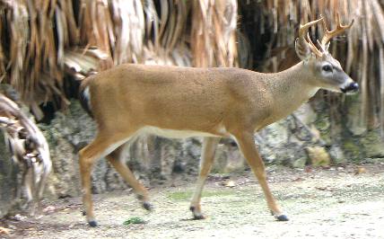 Extremely small almost tame buck on No Name Key