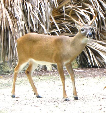 Extremely small almost tame buck on No Name Key