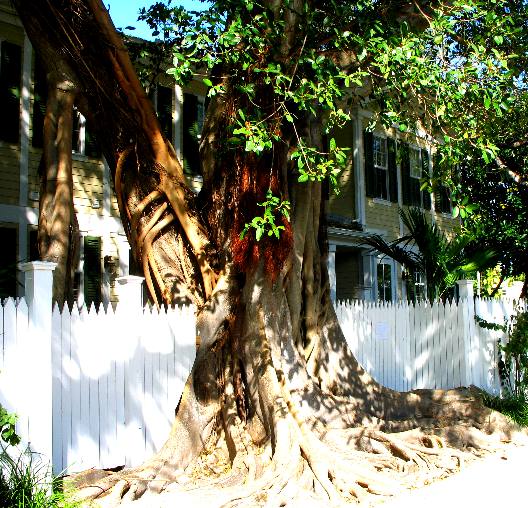 Strangler fig roots completely enveloping a host tree