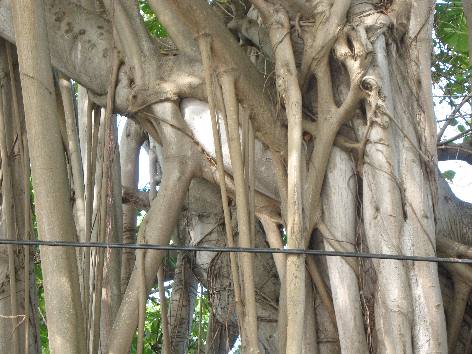 Aerial Roots of a banyan tree
