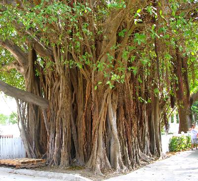 Aerial Roots of a large ficus tree in Key West