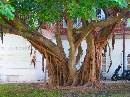 Aerial Roots on Ficus tree