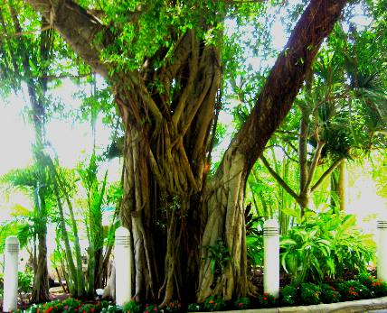 Strangler fig with aerial roots that are covering the host tree