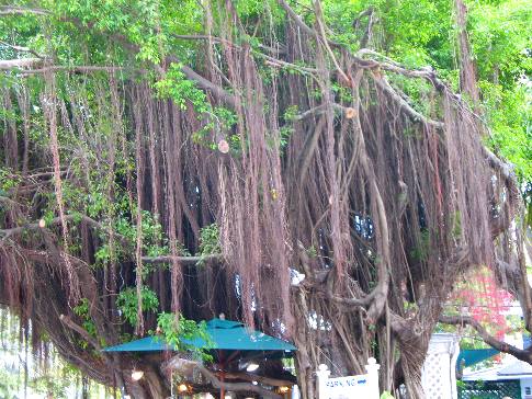Aerial Roots of a large ficus tree in Key West