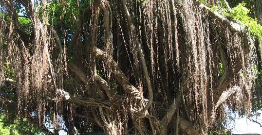 Aerial Roots in a large ficus tree
