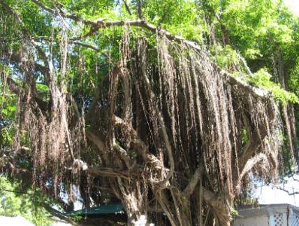 Aerial Roots in a large ficus tree