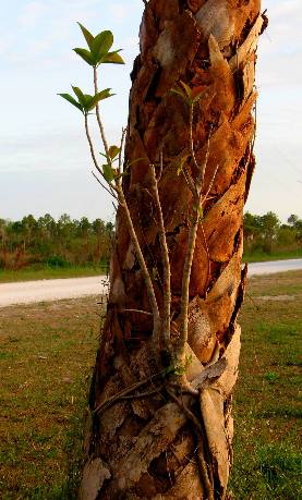 Strangler Fig on sabal palm in Monument Lake NP Campground in the Everglades