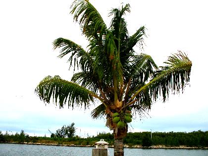 Coconut palm complete with coconuts near dock on Stock Island