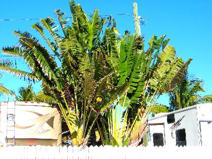 Travelers Palms in Boyd's RV Park on Stock Island