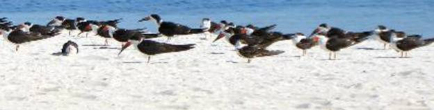 Skimmers sunning on Smathers Beach in Key West