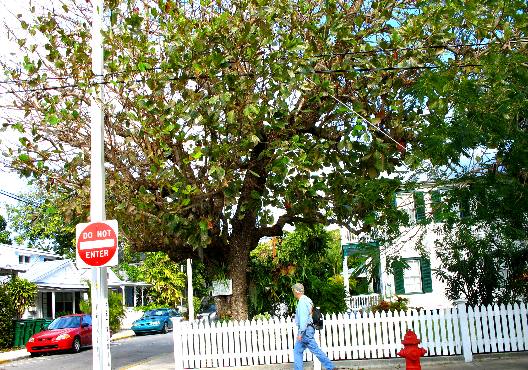 East Indian Almond Tree in Key West
