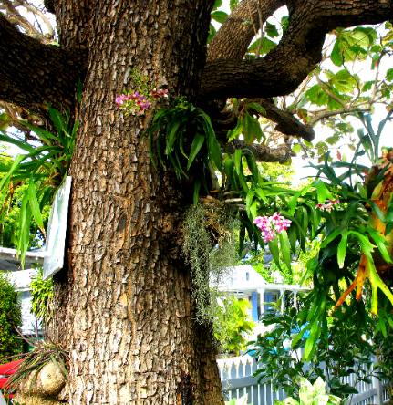 East Indian Almond Tree in Key West