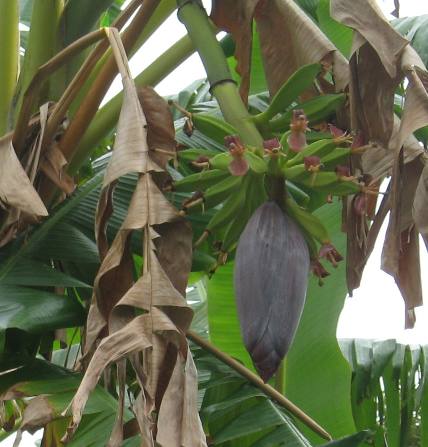 Bananas and the flower on a Florida Banana