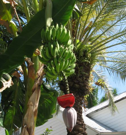Bananas growing in Truman Annex Key West