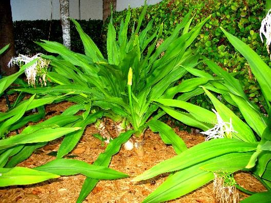 Giant Spider Lily or giant crinum lily