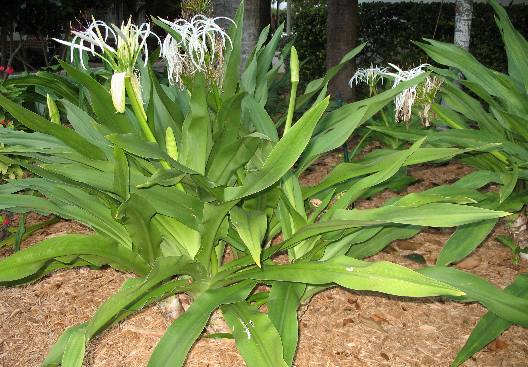 Giant Crinum Lily