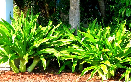 Giant Crinum Lily