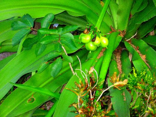 Giant Spider lily seeds