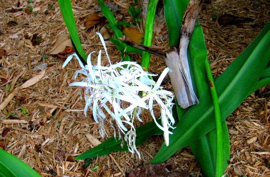 Giant Crinum Lily Bloom