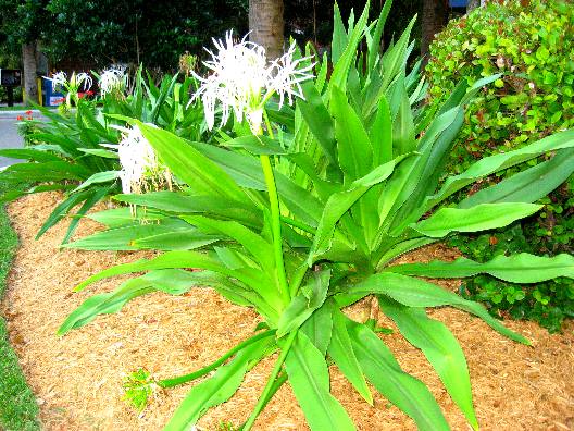 Specimen Giant Spider Lily plants