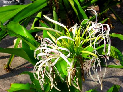 Giant Crinum Lily Bloom