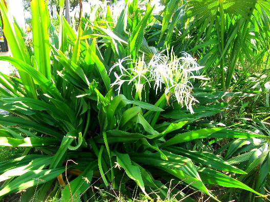 Specimen Giant Spider Lily blooms