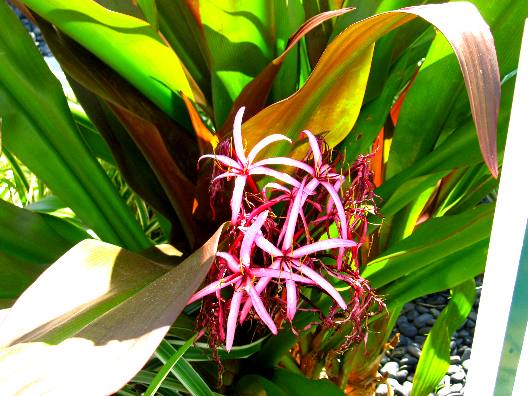 Red Crinum Lily Bloom