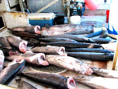 Commercial longline boat unloading swordfish and wahoo