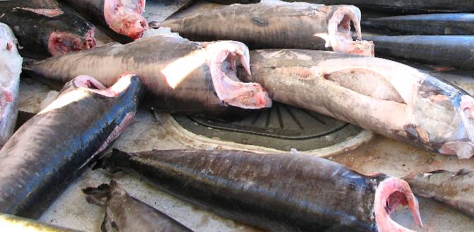 Swordfish on deck waiting to be weighed