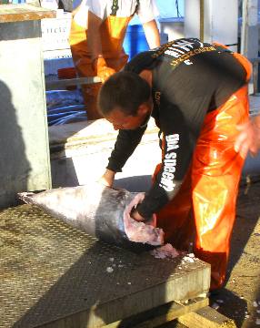 Swordfish on scale waiting to be weighed