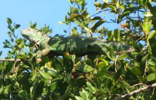 Nice green iguana high in some trees here in Key West