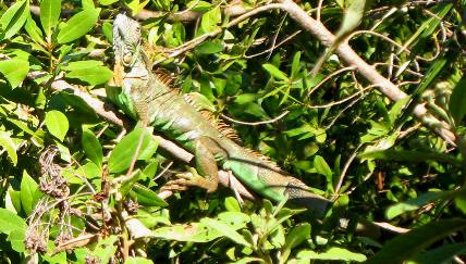 Sunning iguana in Key West
