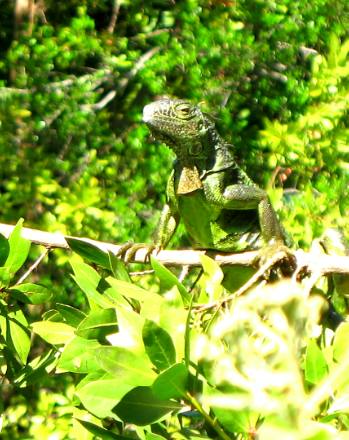Cute iguana posing for picture