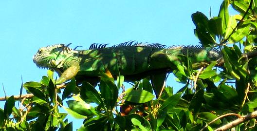 Beautiful green iguana sunning on limb in Key West