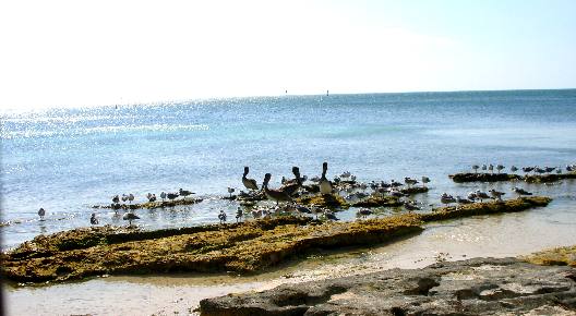 Brown Pelicans and other shore birds at Higgs Beach in Key West