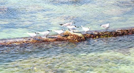 Terns and sea gulls at Higgs Beach in Key West