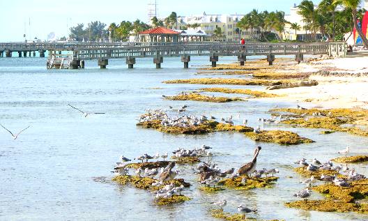 Brown Pelicans and other shore birds at Higgs Beach in Key West