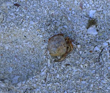 Live hermit crab in shallow coral littered water on Garden Key in the Dry Tortugas at Fort Jefferson