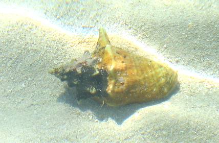 Live conch in shallow water near shore on Garden Key in the Dry Tortugas at Fort Jefferson
